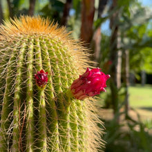 Load image into Gallery viewer, MARUZZA SPRING earrings