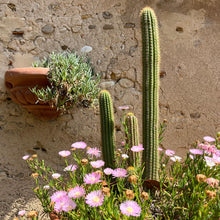 Load image into Gallery viewer, MARUZZA AUTUMN earrings