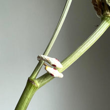 Load image into Gallery viewer, WHITE DUALITY ring
